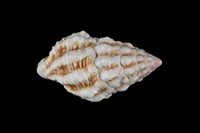 藏品(紫口旋螺)的圖片